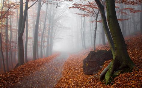Wallpaper 1400x875 Px Fall Forest Landscape Leaves Mist Nature