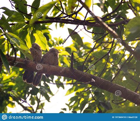 Ceylon Rufous Babbler Sri Lanka Endemic Stock Photo Image Of Feeder