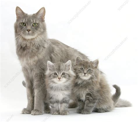Purebred pedigree maine coon kittens ready for their new homes next weekend we have available: Maine Coon mother cat, with two kittens - Stock Image ...