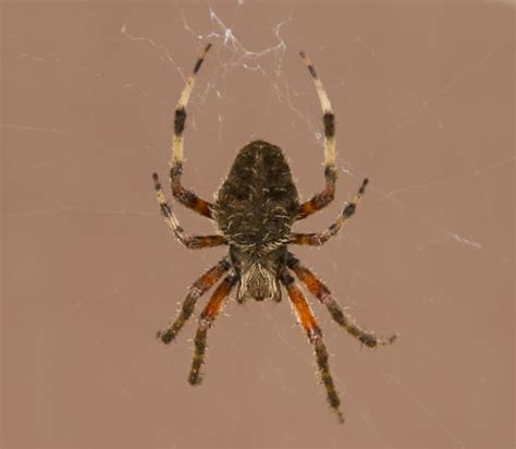 Brown Spider With Orange And Brown Legs Neoscona Crucifera Bugguidenet