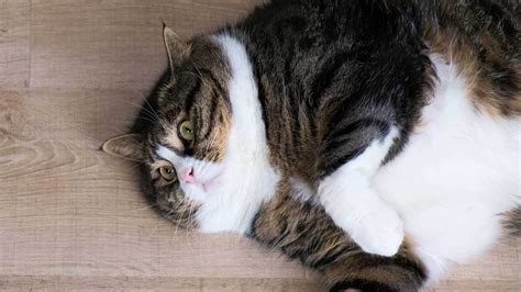 Half Of Americas Cats Are Overweight Or Obese Study Finds