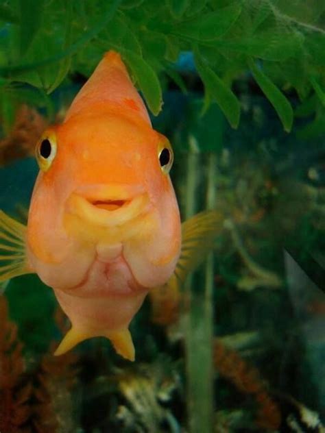 Mix together the cumin, paprika and salt, and. 936 best images about ♔ HAPPY ANIMALS (smiling, laughing ...
