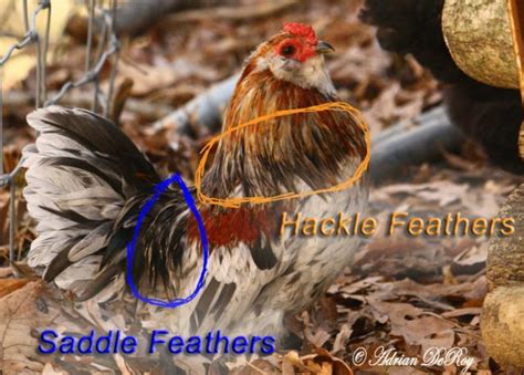 May 24, 2021 · generally, roosters are much larger than hens. How to tell if your Chicken is a Hen or a Rooster. Answers ...