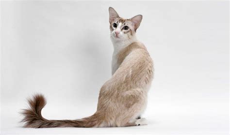 Balinese Long Haired Siamese Critters Balinese Cat Cats All Cat
