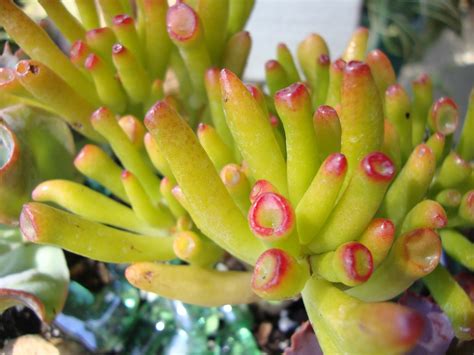 This dying cactus flower that looks like an orangutan. Stitch Glitch: New coral reef succulent display and a ...