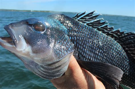 Rhode Island Striped Bass A Trip To Black Sea Bass Heaven