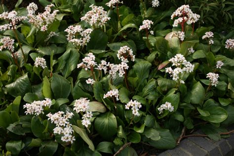 Bergenia ‘bressingham White Lambley Nursery