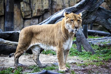 Ligr Un Híbrido De Un León Y De Un Tigre Un Ligra Masculino Grande