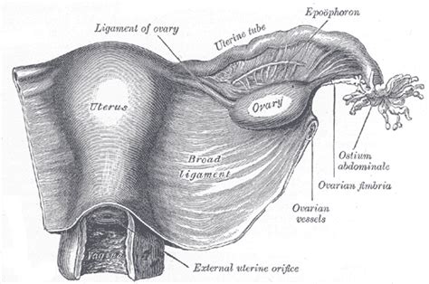 The Uterine And Cervical Ligaments Physiopedia