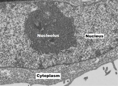 Maybe you would like to learn more about one of these? The Nucleolus Has a Surprising Impact on Aging ...