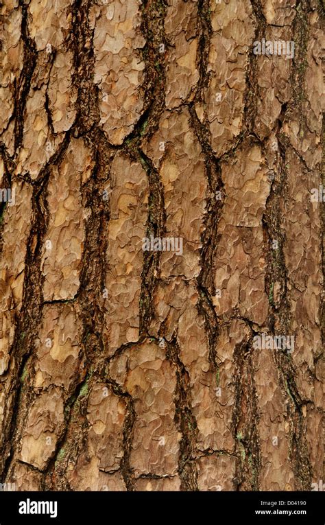 Spruce Bark Texture