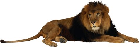 Lion PNG Free Download 1 | PNG Images Download | Lion PNG Free Download 1 pictures Download ...