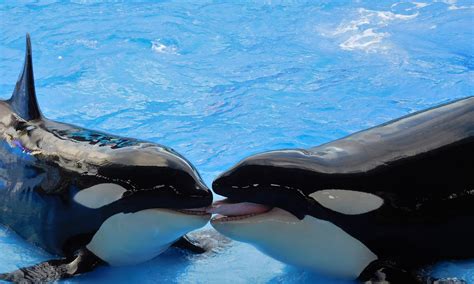 Shamu No More California Is First State To Ban Killer Whale Breeding