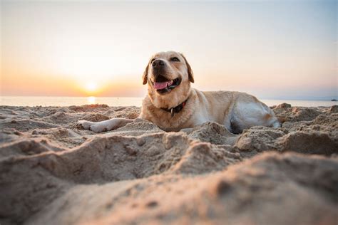 Dog Friendly Beaches In North Devon Helpful Holidays
