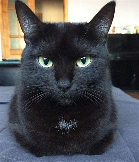 And since they're a unique kind, their names should be just as special as they are. 65 Names for Black Cats with Green Eyes - The Paws