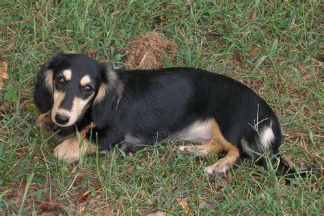 Find doxie breeders near you using our searchable directory. Tollett Dachshunds: Keela