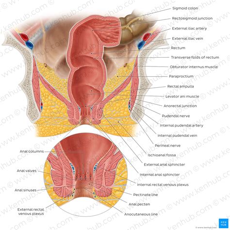 Large Intestine Anatomy Blood Supply And Innervation Kenhub