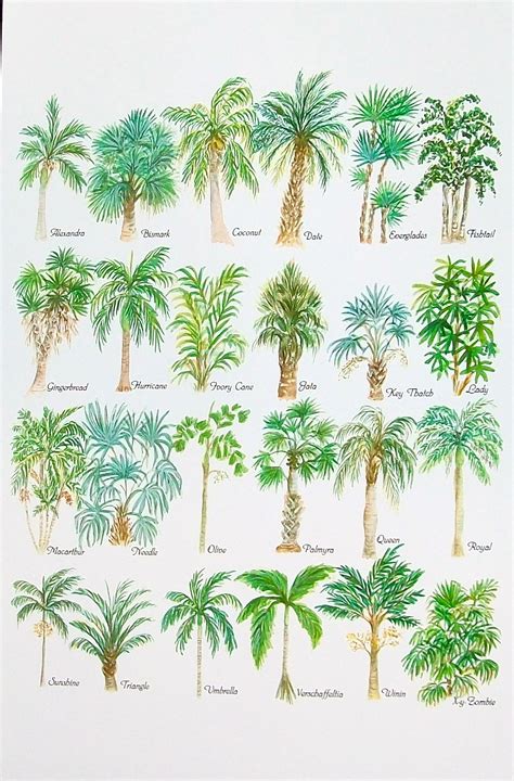 Types Of Palm Trees Chart Allena Box