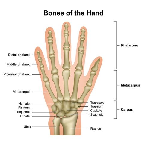 Finger Bones JOI Jacksonville Orthopaedic Institute