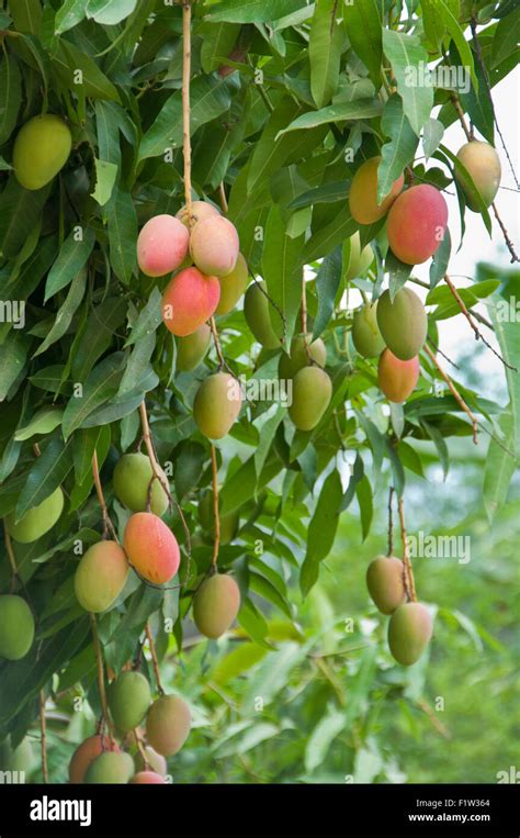 An Abundance Of Ripe Mangos Hanging From Mango Tree In Peru Stock Photo
