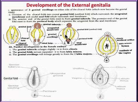 Urinary System 18 Development Of Female External Genitalia Youtube