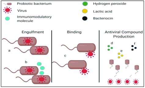 Various Means By Which Probiotic Bacteria Have Been Adjudged To