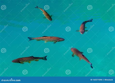 Closeup Shot Of Fishes Swimming In The Plitvice Lake In Croatia Stock