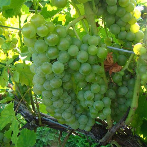 Buy Seyval Blanc Grape Vines For Sale Double A Vineyards