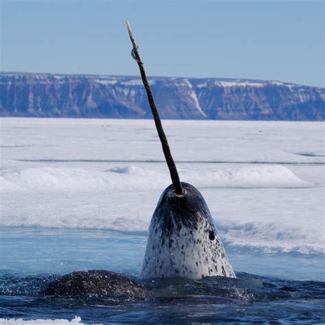 Narwhal Facts And Photos