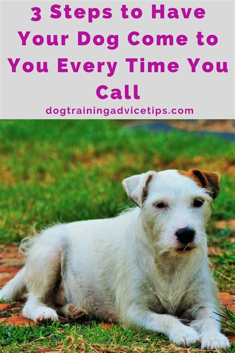 3 Steps To Have Your Dog Come To You Every Time You Call Dog Training