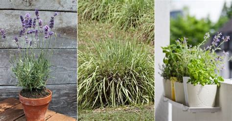 9 Fragrant Plants That Repel Mosquitoes Garden Beds