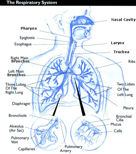 The Major Parts Of The Respiratory System And Their Functions