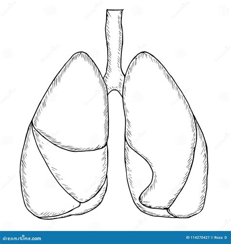 Sketch Lungs Human Anatomy Vector Illustration CartoonDealer Com