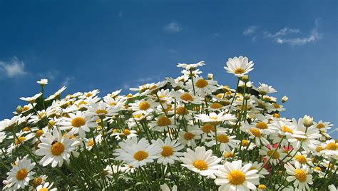 Hd Wallpaper White Chamomiles Field Closeup Photo White Daisy Flower