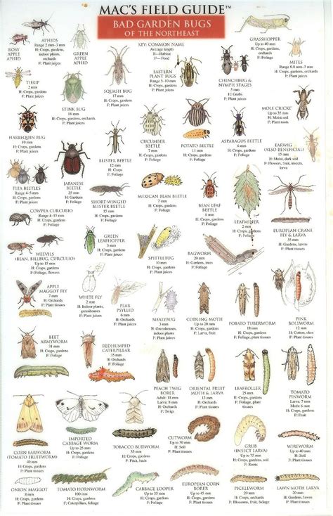 Common Garden Bugs