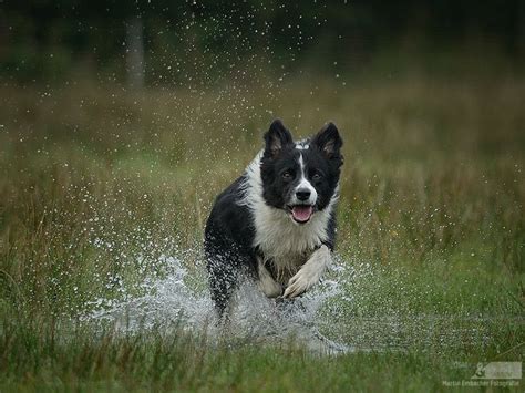 17 Best Images About Sheepdogs Working On Pinterest Border Collies
