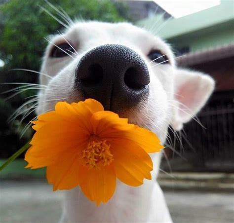Cute Animals Doing Very Cool Things We Heart It Dog