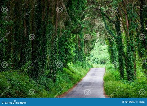 Road In Magic Dark Forest Stock Image Image Of Southern 72139327