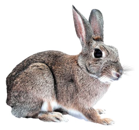 Bunny Rabbit Png Image Purepng Free Transparent Cc0 Png Image Library