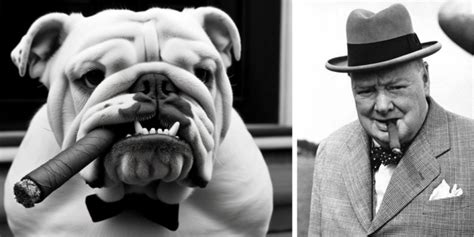 Sir Winston Churchills Dog Was A 1 Bulldog 2 Bull Terrier 3 Poodle