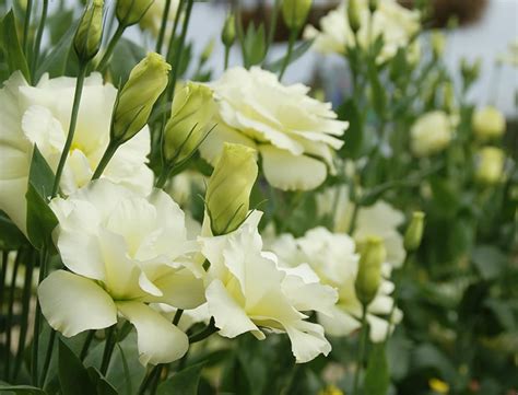 Lisianthus Flower Care How To Grow And Care For “eustoma”
