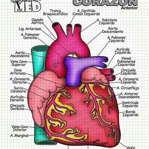 Pin De Rosario En Anatomia Y Fisiologia Anatom A M Dica Anatomia Y