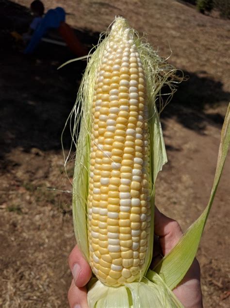 Growing Corn In Southern California Greg Alders Yard Posts Food