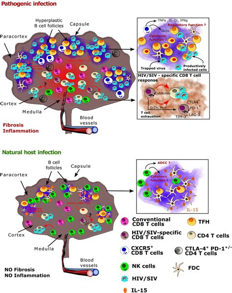 Frontiers Lymph Node Cellular And Viral Dynamics In Natural Hosts And