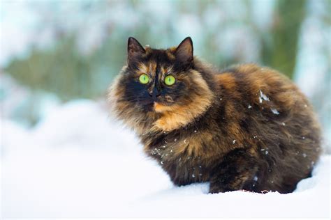 All You Need To Know About Torties Torbies And Calico Cats
