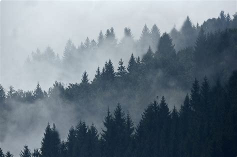 Foggy Mountain Forest Wallpapers Top Free Foggy Mountain Forest