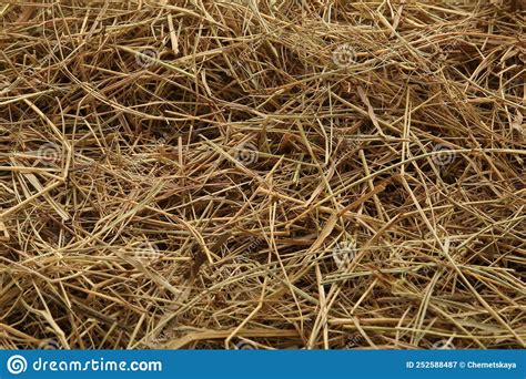 Dried Grass Hay As Background Closeup View Stock Image Image Of