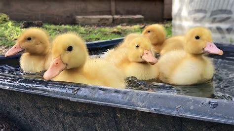 Cutest Baby Animals Fuzzy Yellow Ducklings Playing Outside Youtube