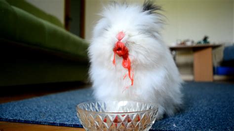 The Cutest Bunny Eating Fruits Coraviral