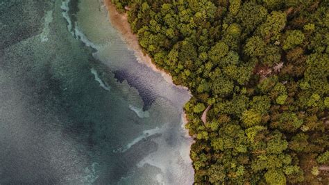 Download Wallpaper 2048x1152 Aerial View Coast Trees Forest Sea